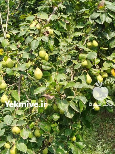 گلابی مشو در بابل  در گروه خرید و فروش گلابی در یکمیوه -عکس1