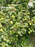 گلابی مشو در بابل  در گروه خرید و فروش گلابی در یکمیوه