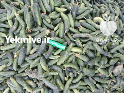 خیارشور در زاهدان در گروه محصولات ترشی در یکمیوه -عکس4