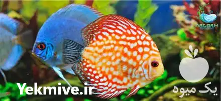 قیمت خرید ویژه ماهی های آکواریومی در کرج در گروه خرید و فروش انواع ماهی در یکمیوه -عکس1