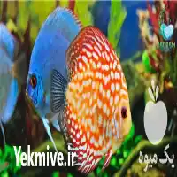 قیمت خرید ویژه ماهی های آکواریومی در کرج در گروه خرید و فروش انواع ماهی در یکمیوه