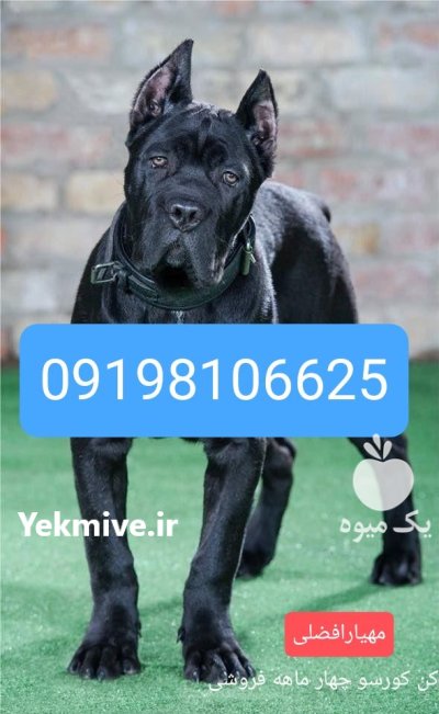 فروش سگ کینکورسو فروش سگ کن در کرج در گروه سگ و گربه در یکمیوه -عکس1