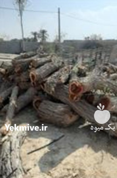 فروش تنه درخت کرت در میناب در گروه خرید و فروش چوب درخت در یکمیوه -عکس1