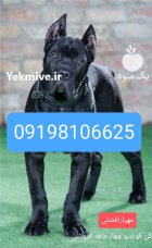 فروش سگ کینکورسو فروش سگ کن در کرج در گروه سگ و گربه در یکمیوه