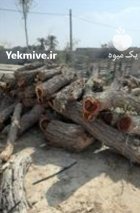 فروش تنه درخت کرت در میناب در گروه خرید و فروش چوب درخت در یکمیوه