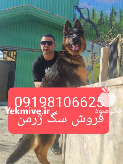 ژرمن شپرد فروش جفتیابی سگ ژرمن در تهران در گروه سگ و گربه در یکمیوه -عکس2