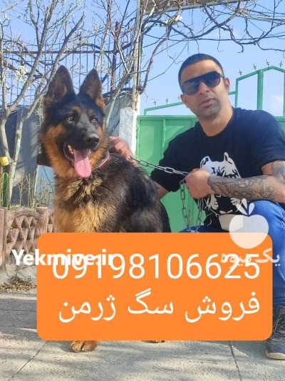 ژرمن شپرد فروش جفتیابی سگ ژرمن در تهران در گروه سگ و گربه در یکمیوه -عکس3