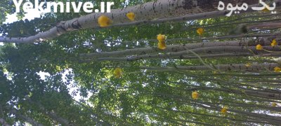 فروش چوب کبوده ب صورت عمده در بلداجی در گروه خرید و فروش انواع چوب در یکمیوه -عکس1