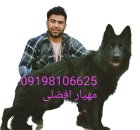 ژرمن شپرد فروش جفتیابی سگ ژرمن در تهران در گروه سگ و گربه در یکمیوه