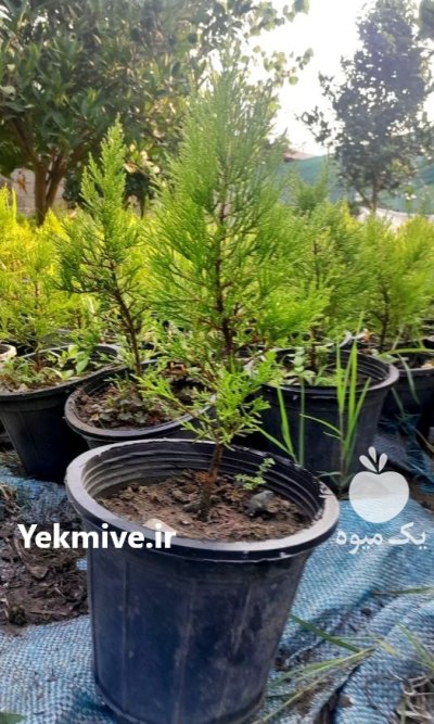 فروش لاوسون سطل چهار در تنکابن در گروه خرید و فروش و قیمت کاج در یکمیوه -عکس1