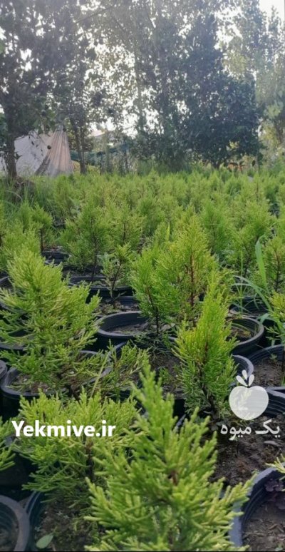 فروش لاوسون سطل چهار در تنکابن در گروه خرید و فروش و قیمت کاج در یکمیوه -عکس2