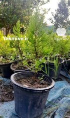 فروش لاوسون سطل چهار در تنکابن در گروه خرید و فروش و قیمت کاج در یکمیوه