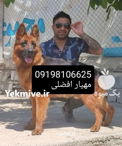 سگ نگهبان خرید فروش سگ نگهبان در تهران در گروه سگ و گربه در یکمیوه -عکس1