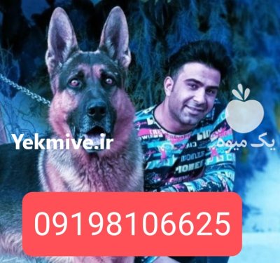 سگ نگهبان خرید فروش سگ نگهبان در تهران در گروه سگ و گربه در یکمیوه -عکس2