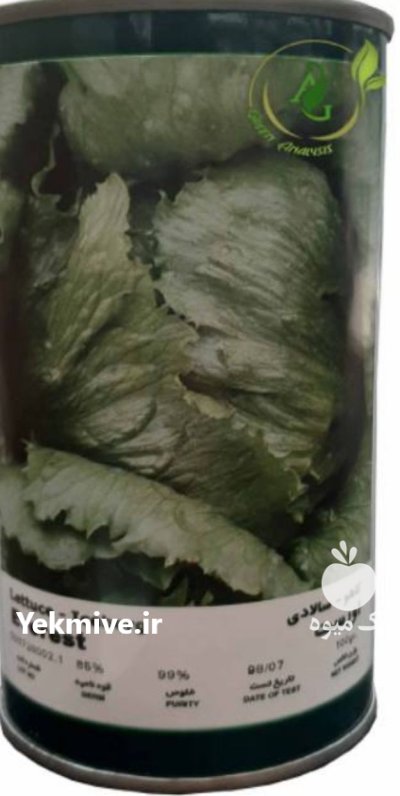 بذر کاهو اورست در دزفول در گروه خرید و فروش بذر کاهو در یکمیوه -عکس1