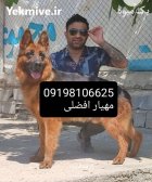 سگ نگهبان خرید فروش سگ نگهبان در تهران در گروه سگ و گربه در یکمیوه