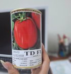 بذر گوجه فرنگی تی دی در مرودشت در گروه خرید و فروش بذر گوجه در یکمیوه