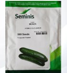 بذر خیار مونزا در یزد در گروه خرید و فروش بذر خیار در یکمیوه