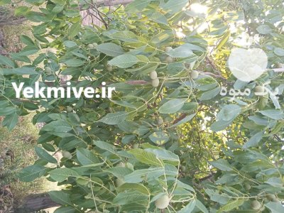 گردو تر در کرمانشاه در گروه خرید و فروش گردو در یکمیوه -عکس1