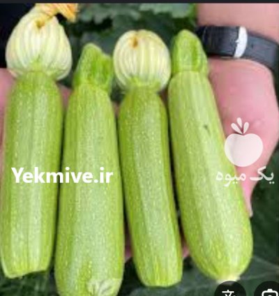 کدو خورشتی ارگانیک در سنندج در کردستان در گروه خرید و فروش کدو در یکمیوه -عکس1