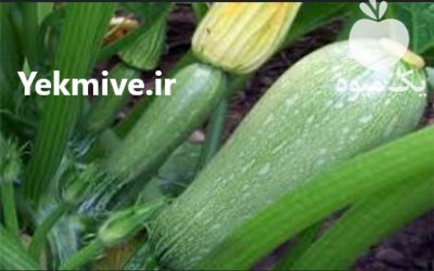 کدو خورشتی ارگانیک در سنندج در کردستان در گروه خرید و فروش کدو در یکمیوه -عکس3