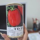 فروش بذر گوجه فرنگی تی دی در شیراز در گروه خرید و فروش بذر گوجه در یکمیوه