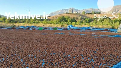 آلو خوانسار در اصفهان در گروه خرید و فروش آلو در یکمیوه -عکس4