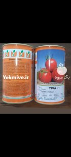 بذر گوجه تیوا در اندیشه در گروه خرید و فروش بذر گوجه در یکمیوه