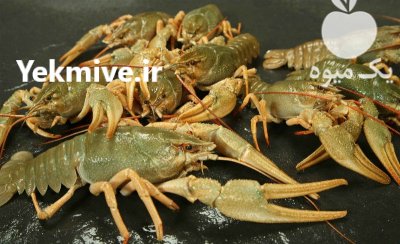 فروش شاه میگو لابستر در شیراز در فارس در گروه خرید و فروش انواع ماهی در یکمیوه -عکس1
