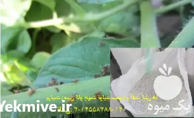 قیمت خرید پرلیت perlite زمین کاو در تهران در گروه خرید و فروش انواع کود کشاورزی در یکمیوه -عکس1