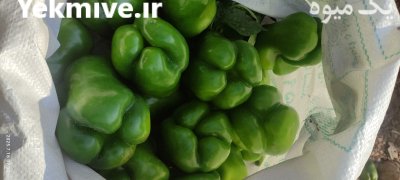 فلفل دلمه سبزجه یک در شیراز در گروه خرید و فروش فلفل در یکمیوه -عکس1
