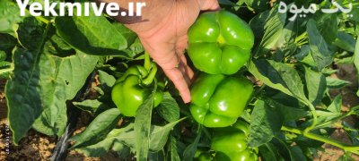 فلفل دلمه سبزجه یک در شیراز در گروه خرید و فروش فلفل در یکمیوه -عکس2