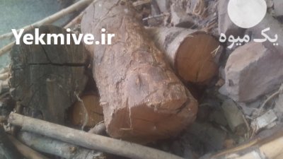 فروش چوب درخت در فشم در گروه خرید و فروش چوب درخت در یکمیوه -عکس1