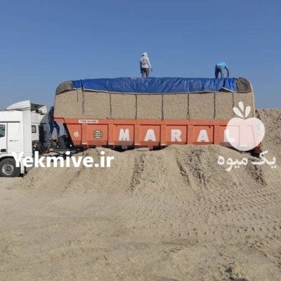 باگاس کاه نیشکر در اهواز در خوزستان در گروه خوراک دام و طیور در یکمیوه -عکس1