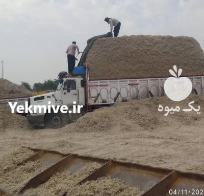 باگاس کاه نیشکر در اهواز در خوزستان در گروه خوراک دام و طیور در یکمیوه -عکس2