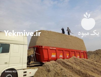 باگاس کاه نیشکر در اهواز در خوزستان در گروه خوراک دام و طیور در یکمیوه -عکس3