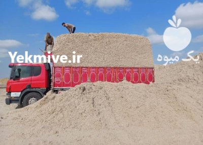 کاه نیشکر باگاس در اهواز در خوزستان در گروه خوراک دام و طیور در یکمیوه -عکس3