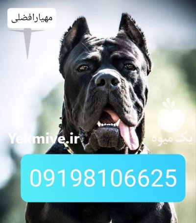 سگهای ژرمن شپرد شولاین فروشی خرید فروش در کرج در گروه سگ و گربه در یکمیوه -عکس1
