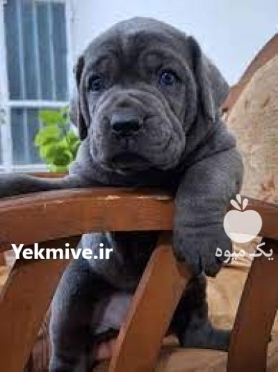 سگهای ژرمن شپرد شولاین فروشی خرید فروش در کرج در گروه سگ و گربه در یکمیوه -عکس2