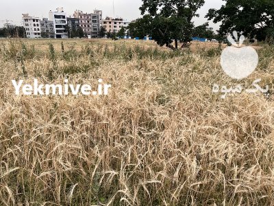 فروش کاه و جو خرمن کوب در تهران در گروه خوراک دام و طیور در یکمیوه -عکس2