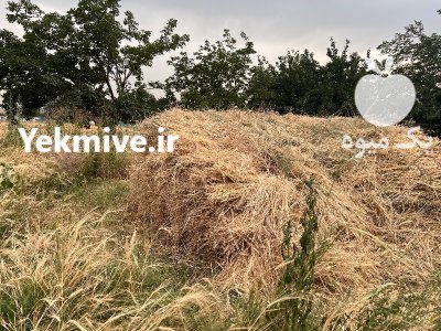 فروش کاه و جو خرمن کوب در تهران در گروه خوراک دام و طیور در یکمیوه -عکس1