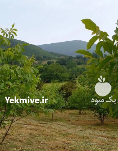 فروش زمین و ملک در بره سر در گروه فروش ملک و زمین در یکمیوه -عکس3