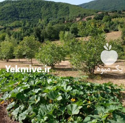 فروش زمین و ملک در بره سر در گروه فروش ملک و زمین در یکمیوه -عکس4