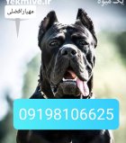 سگهای ژرمن شپرد شولاین فروشی خرید فروش در کرج در گروه سگ و گربه در یکمیوه