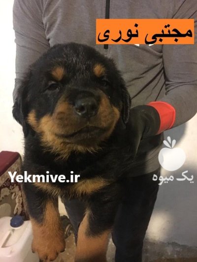 فروش روتوایلر آمریکایی قدرت و و فاداری در تهران در گروه سگ و گربه در یکمیوه -عکس1
