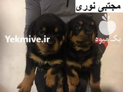 فروش روتوایلر آمریکایی قدرت و و فاداری در تهران در گروه سگ و گربه در یکمیوه -عکس2