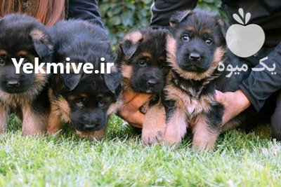 سگ ژرمن شولاین فروش سگ آلابای در چهارباغ در گروه سگ و گربه در یکمیوه -عکس3