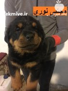 فروش روتوایلر آمریکایی قدرت و و فاداری در تهران در گروه سگ و گربه در یکمیوه