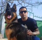 سگ ژرمن شولاین فروش سگ آلابای در چهارباغ در گروه سگ و گربه در یکمیوه