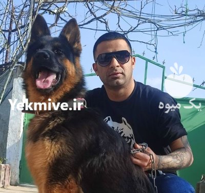 فروش ژرمن شپرد سگ در تهران در گروه سگ و گربه در یکمیوه -عکس1